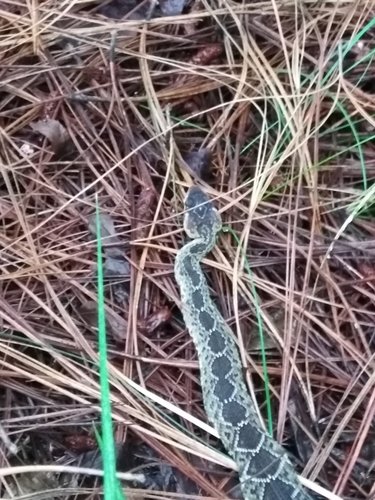 Black-tailed Rattlesnake