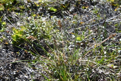 Anthoxanthum monticola