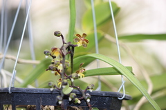 Cleisostoma birmanicum