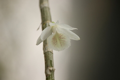 Dendrobium polyanthum