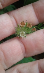 Phacelia malvifolia