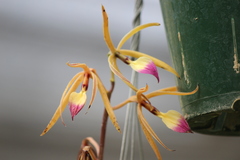 Prosthechea brassavolae