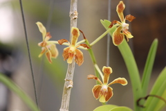Vanda lamellata