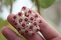 Hoya obovata