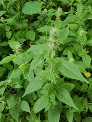Monarda clinopodia