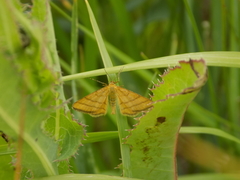 Idaea aureolaria