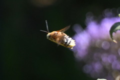 Svastra obliqua expurgata