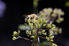 Svastra obliqua expurgata