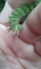 Phacelia malvifolia