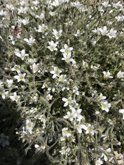 Sabulina nuttallii