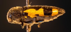Ptosima gibbicollis