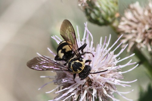 Squash Longhorn-Cuckoo photographed in Colorado