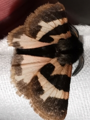 Watsonarctia deserta