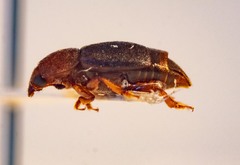 Caplothorax melanopterus