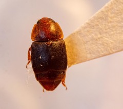 Caplothorax melanopterus