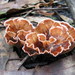 Wine Glass Fungus - Photo (c) Adrian Tritschler, some rights reserved (CC BY-NC-ND)