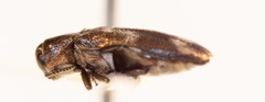 Agrilus subcinctus