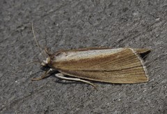 Epina alleni