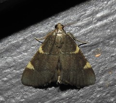 Hypsopygia thymetusalis
