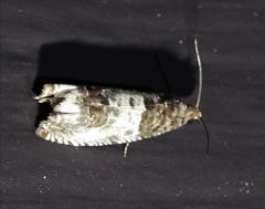 Notocelia rosaecolana