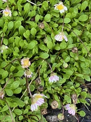 Bellium bellidioides