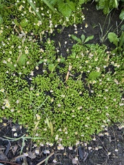 Bellium bellidioides