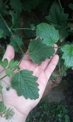 Phacelia malvifolia