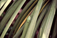 Hyla sarda
