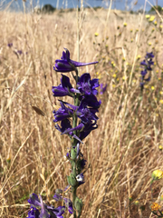 Delphinium hesperium
