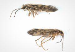 Agraylea