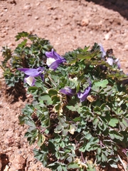 Aquilegia saximontana