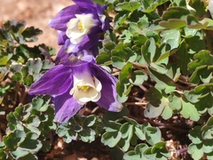Aquilegia saximontana