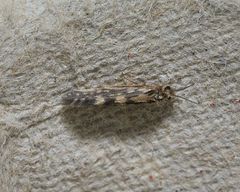 Agraylea