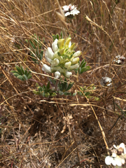 Lupinus densiflorus