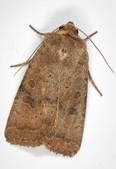 Hoplodrina octogenaria