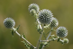 Echinops sphaerocephalus