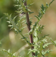 Echinops sphaerocephalus