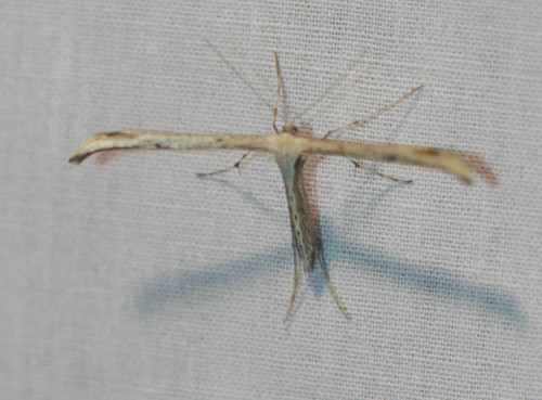 Pterophoridae