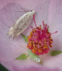 Coleotechnites invictella