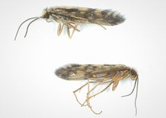 Agraylea