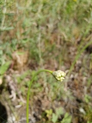 Allium flavescens