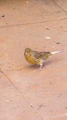 Serinus canaria domesticus