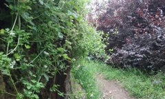 Phacelia malvifolia