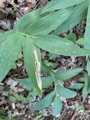 Synchysa tricincta