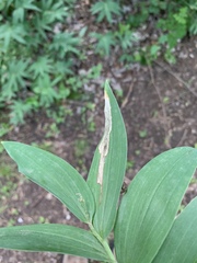 Synchysa tricincta