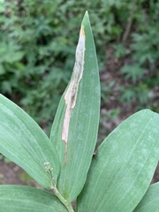 Synchysa tricincta