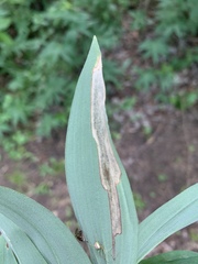 Synchysa tricincta