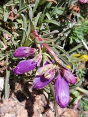 Penstemon hallii