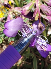 Penstemon hallii