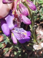 Penstemon hallii